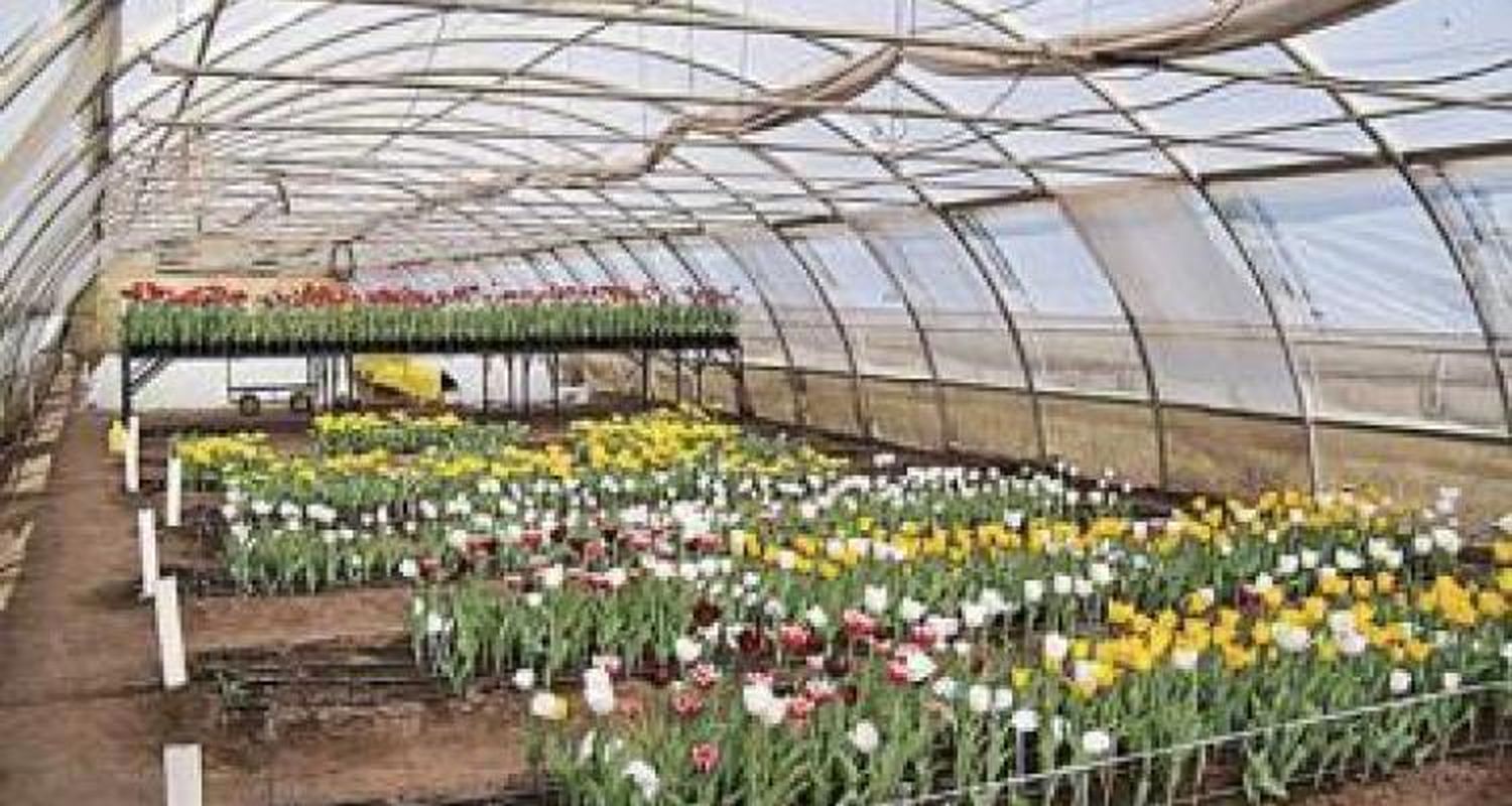 Los tulipanes como una nueva alternativa para los productores