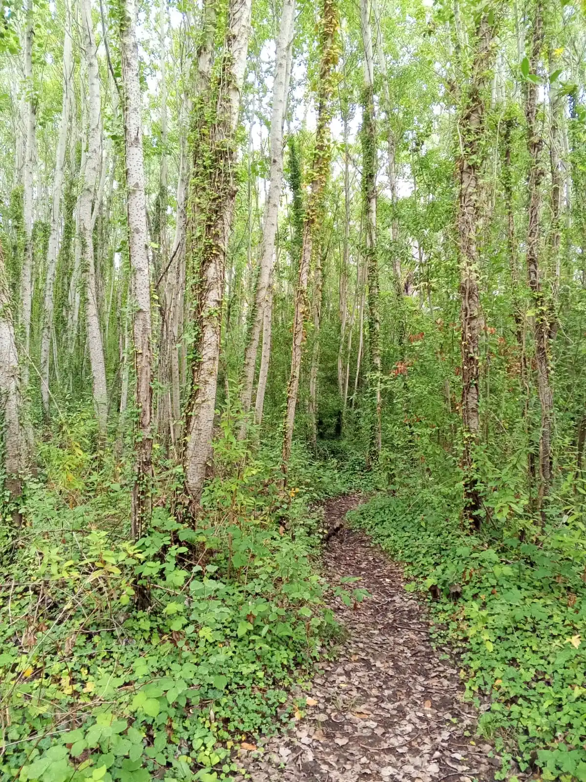 bosque infinito