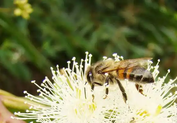Los eucaliptos y las abejas