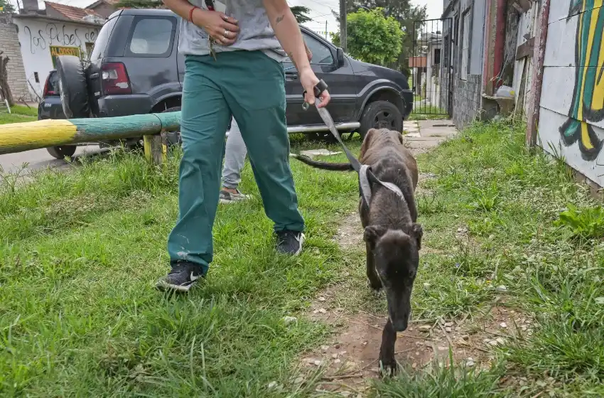 Su vecina la denunció y encontraron a dos galgos en mal estado y a otro muerto