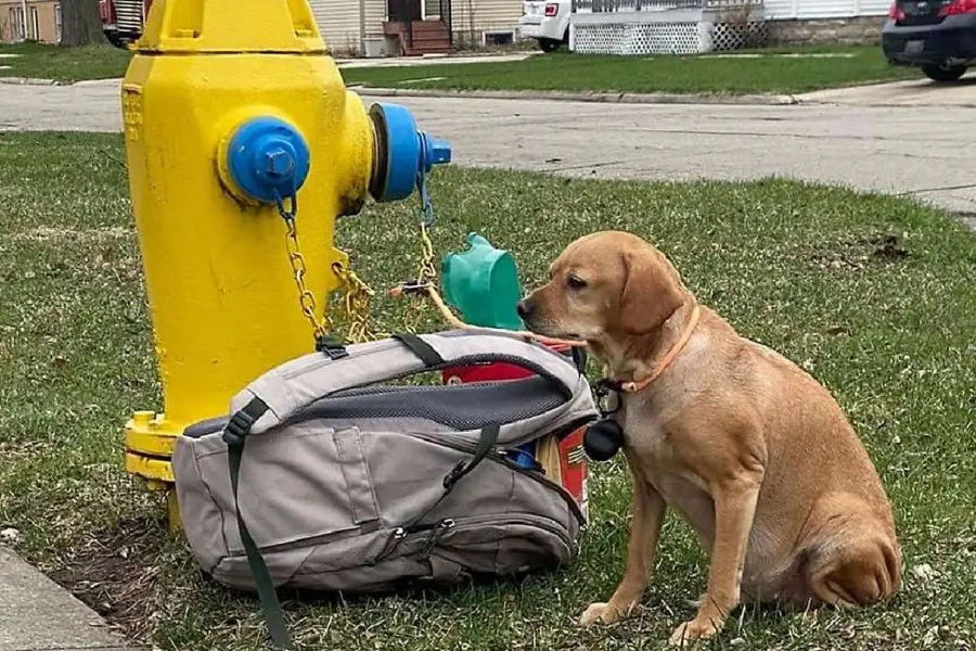Una mujer abandonó a una perrita con una mochila llena de juguetes y una particular carta