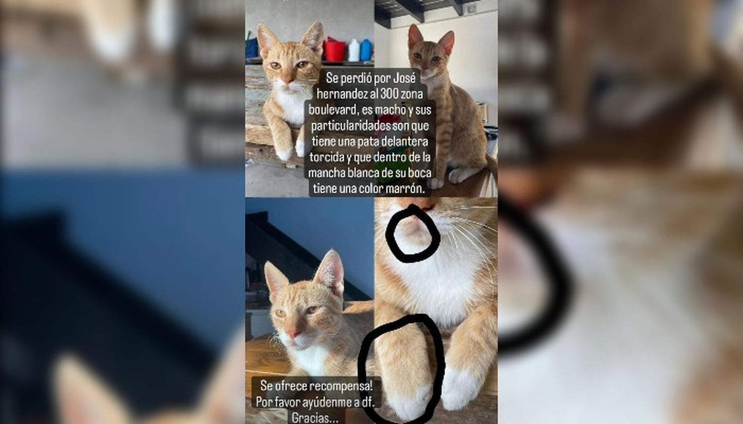 Manuela busca a su gato