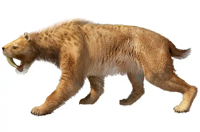 Científicos argentinos hallaron huellas fósiles de un diente de sable en Miramar