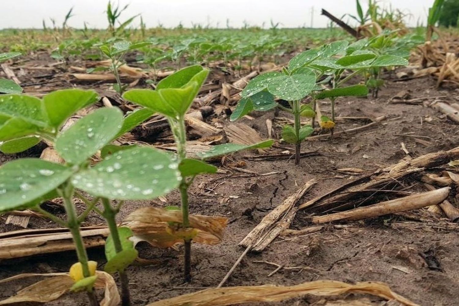 La gran cantidad de lluvia complicó la actividad agrícola por la condición de los suelos