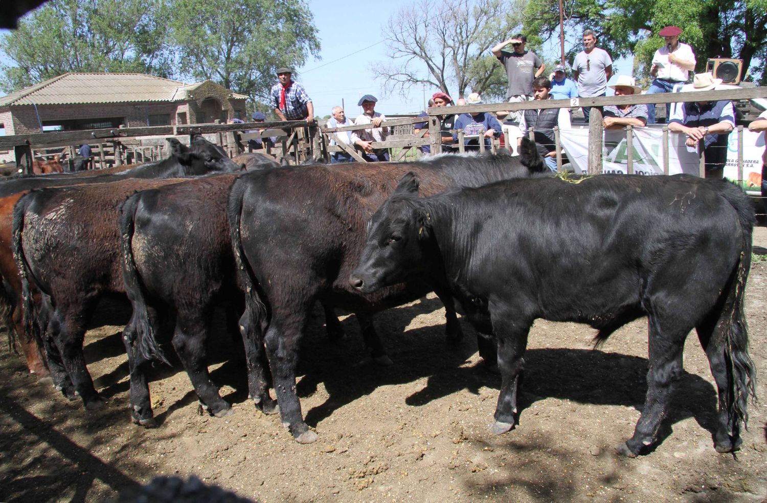 La Agrícola Ganadera vende estar tarde en la feria de La Rural