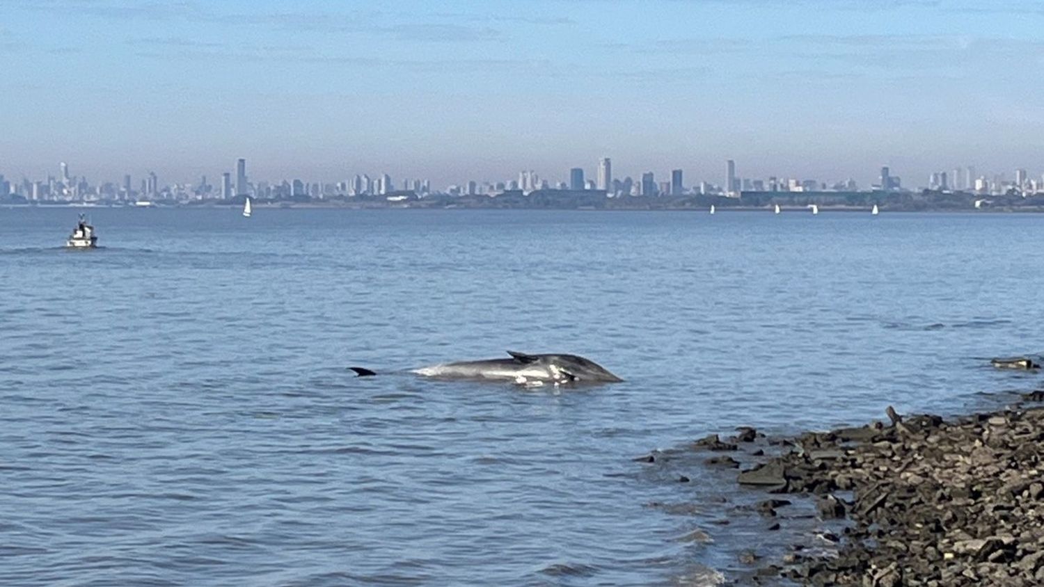 Sorpresa en Vicente López: las impactantes imágenes de la ballena que apareció muerta y quedó encallada en la costa