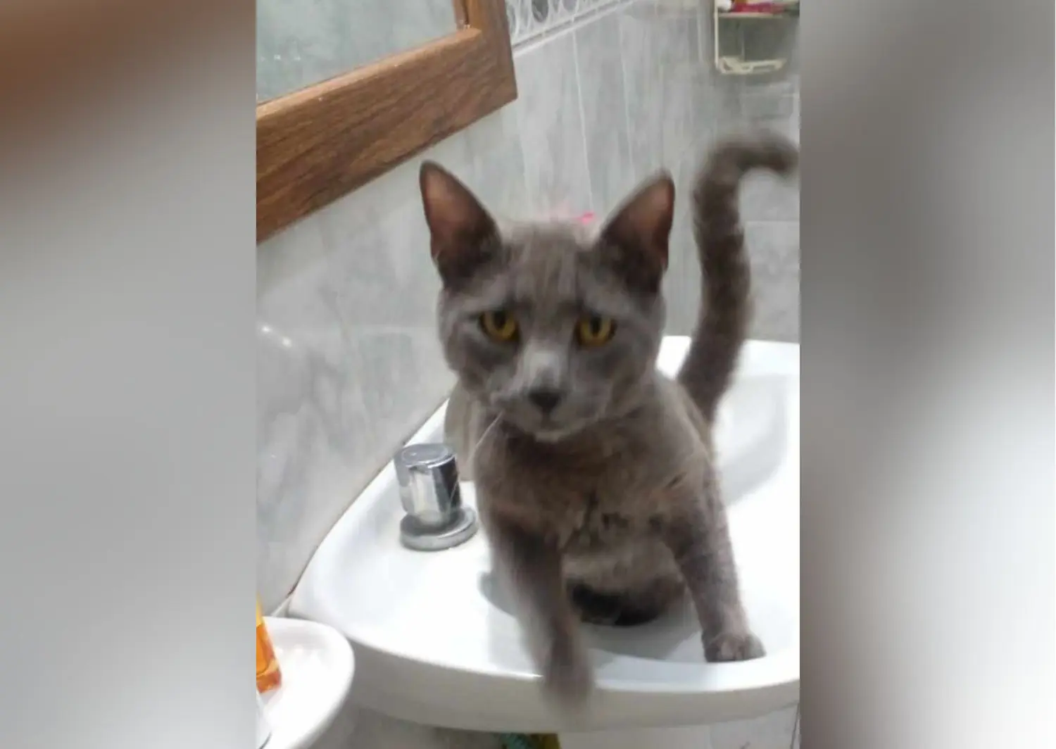 Mascotas: dueños buscan a Bart