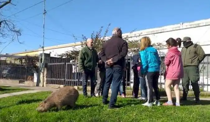 Fueron virales por criar al carpincho Pancho en la ciudad de Santa Fe: ahora, los condenaron por narcos