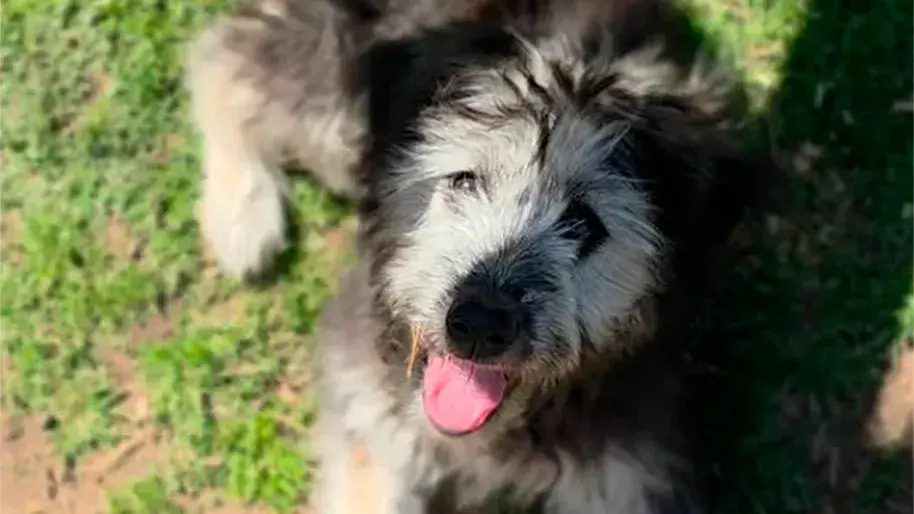 El cachorro, bautizado como Thomy, se repone en Jaulas Vacías. (Foto IG: Santuario.Jaulas.Vacias)