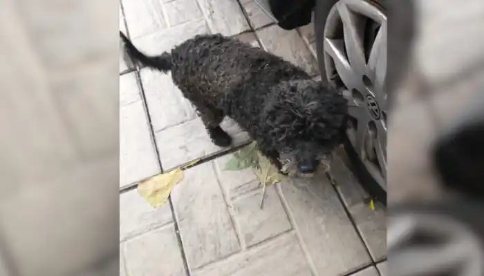 Solucionado: apareció este perrito en Goycochea al 500