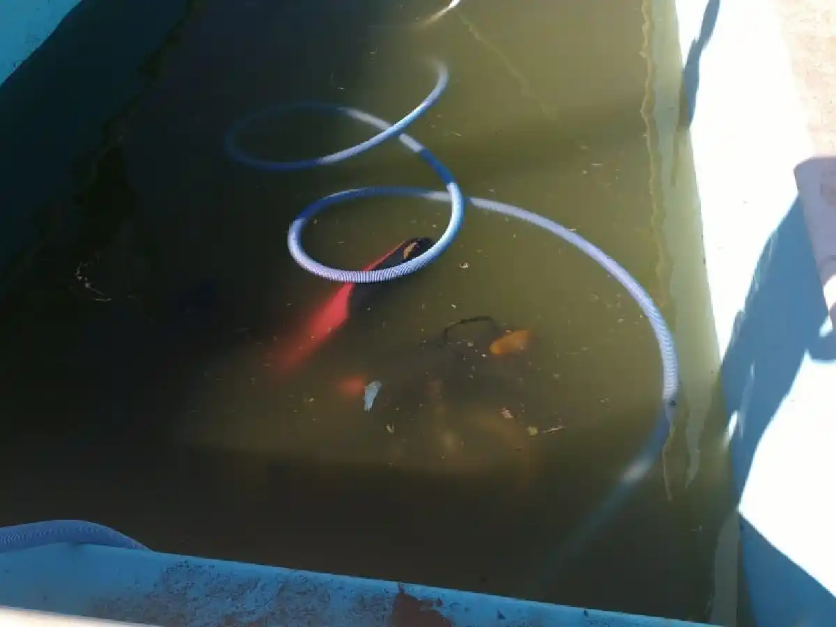 Marull: encontraron dentro de una pileta una moto robada 