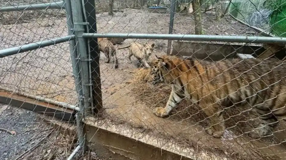 México: captura de líder del cártel deja un saldo de drogas, armas y tigres