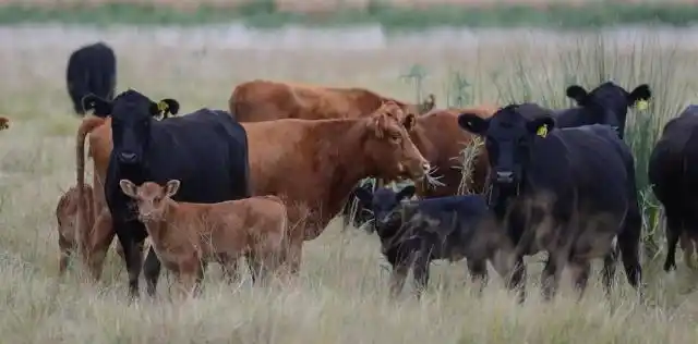 La ganadería y sus dilemas: los pro y contras del negocio
