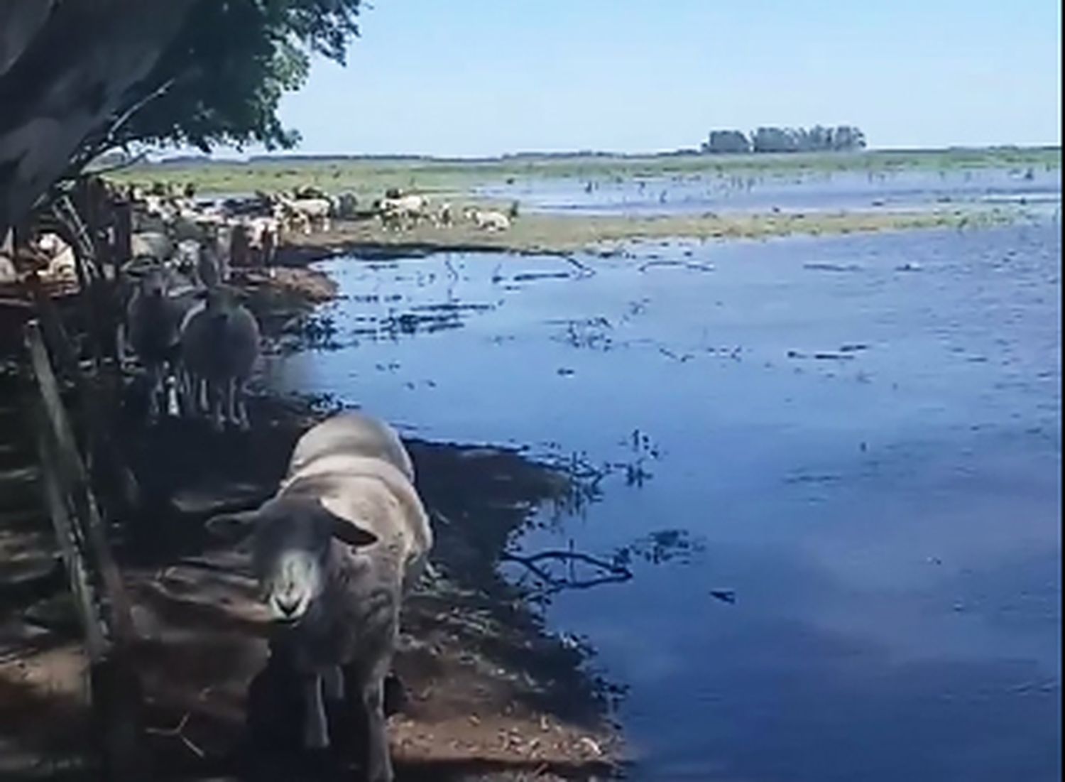 Ovejas rodeadas por el agua