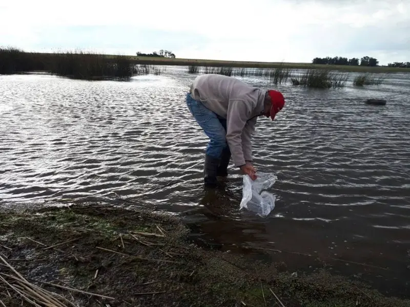 SAN CAYETANO: Entrega de alevinos a lagunas del distrito