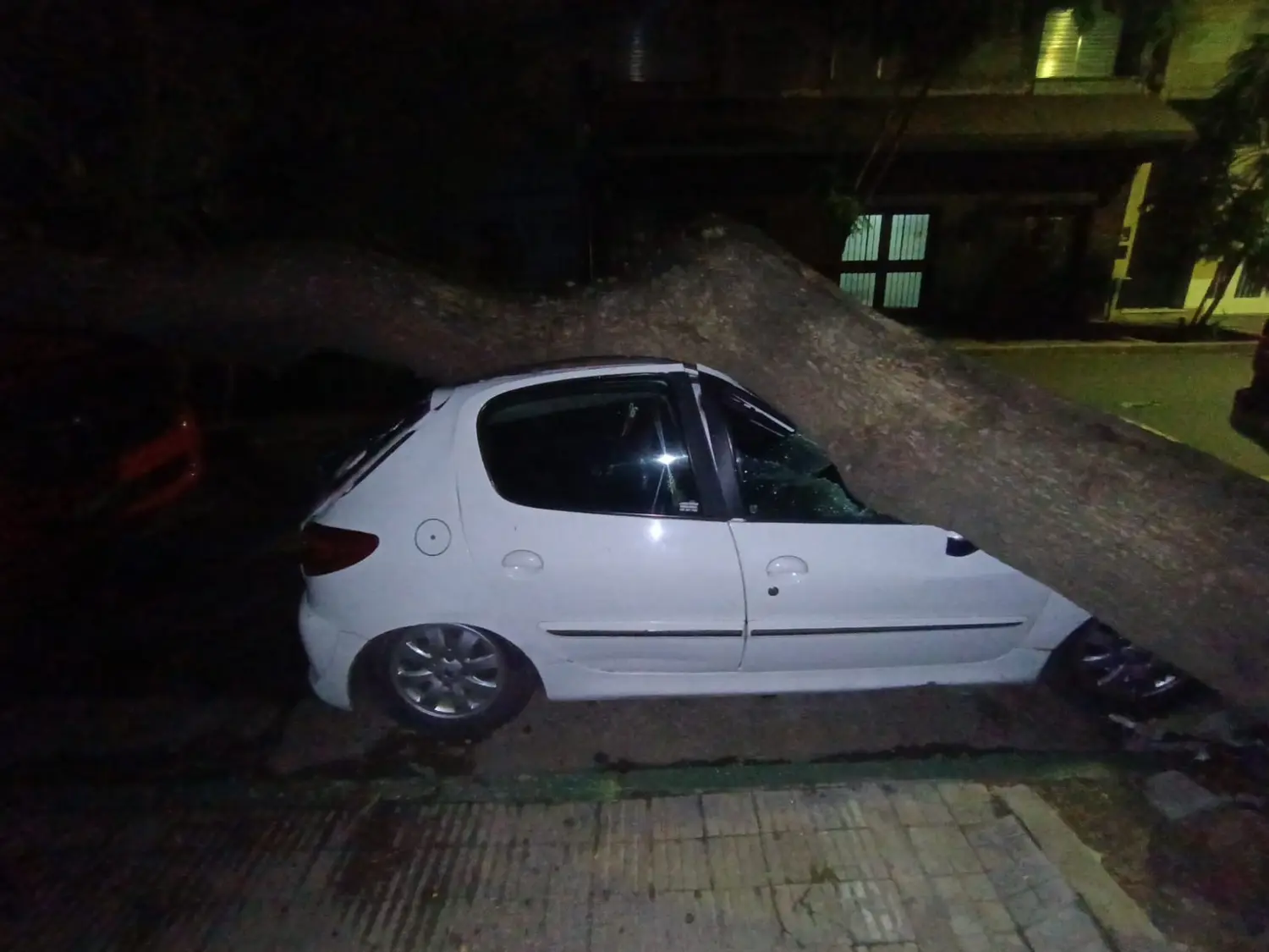Uno de los ejemplares cayó sobre autos estacionados en Maipú y Montevideo.