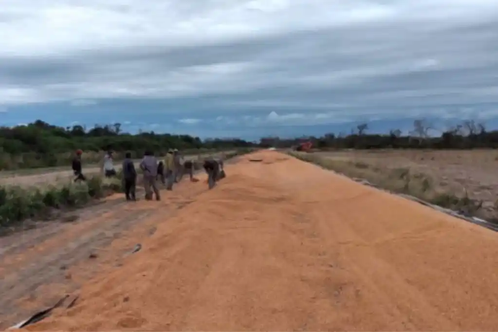 Rompieron 8 silobolsas con maíz por un valor de 500.000 dólares