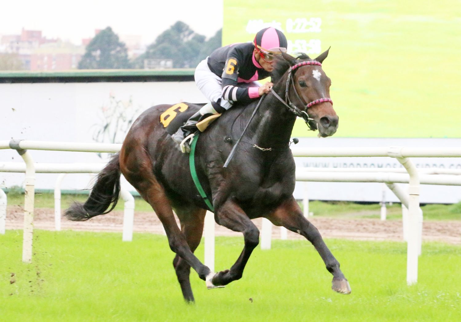 Queen Election viene de ganar y es una de las indicadas en el Clásico Partícula (G2) de San Isidro.