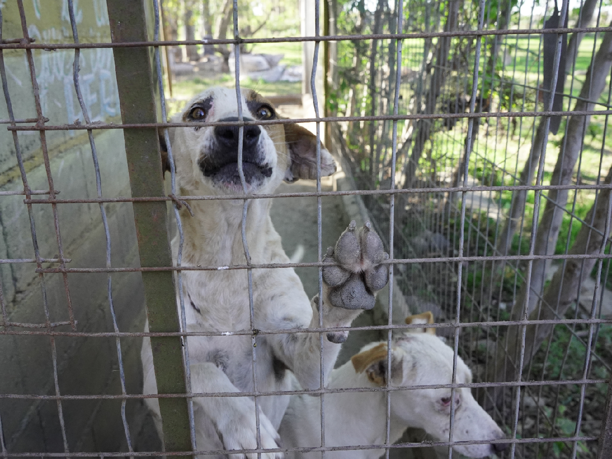 Realizarán una Jornada de Adopción de Mascotas