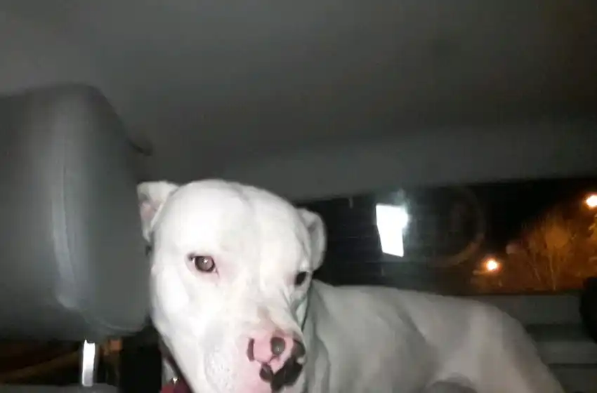 Aprehendieron a dos menores y un joven por robar un perro