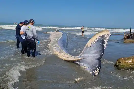 Ballena murió en playa colombiana y autoridades alertan por transmisión de enfermedades