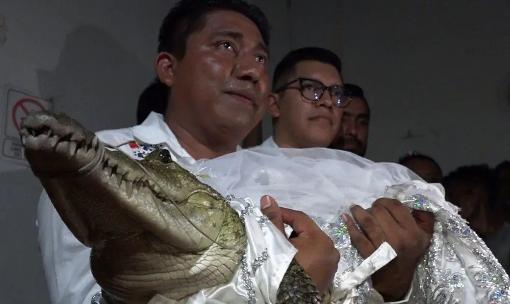 ¡INSÓLITO! Alcalde mexicano contrae matrimonio con un caimán en “ritual ancestral”