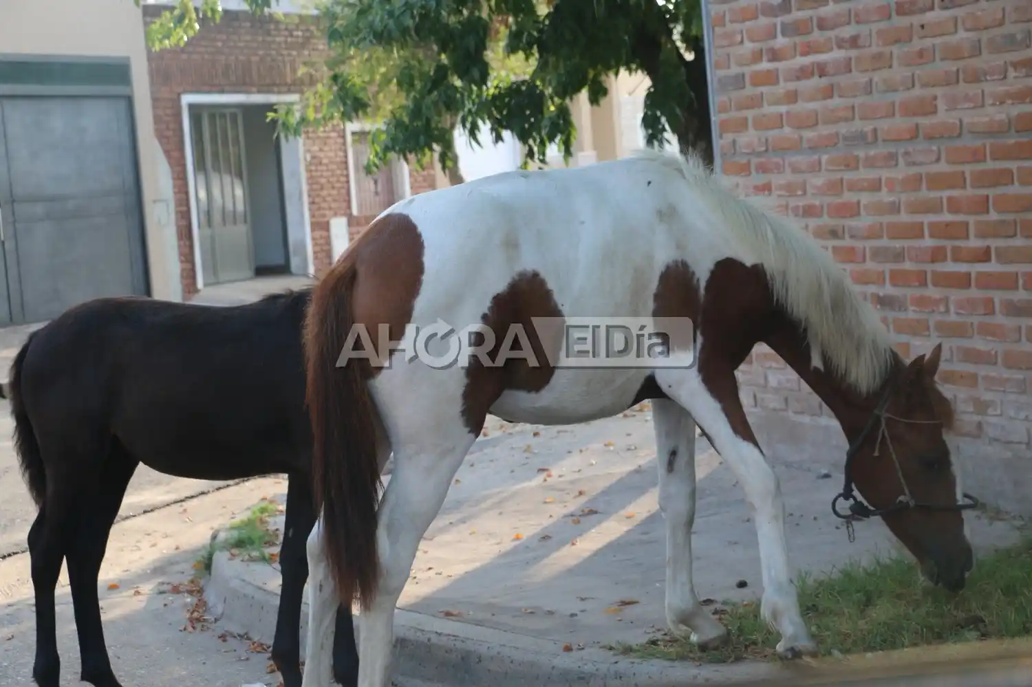 Caballos sueltos y carros, un problema de ayer, hoy y mañana que sigue sin resolverse
