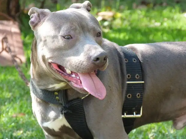 Un Pitbull mordió a una nena de 6 años