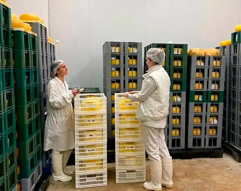 Una empresa quesera de Tandil ahora exporta Reggianito a Miami