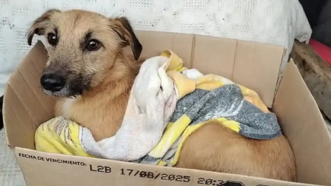 Lali, una perra herida que permanece internada en la Veterinaria San Lorenzo