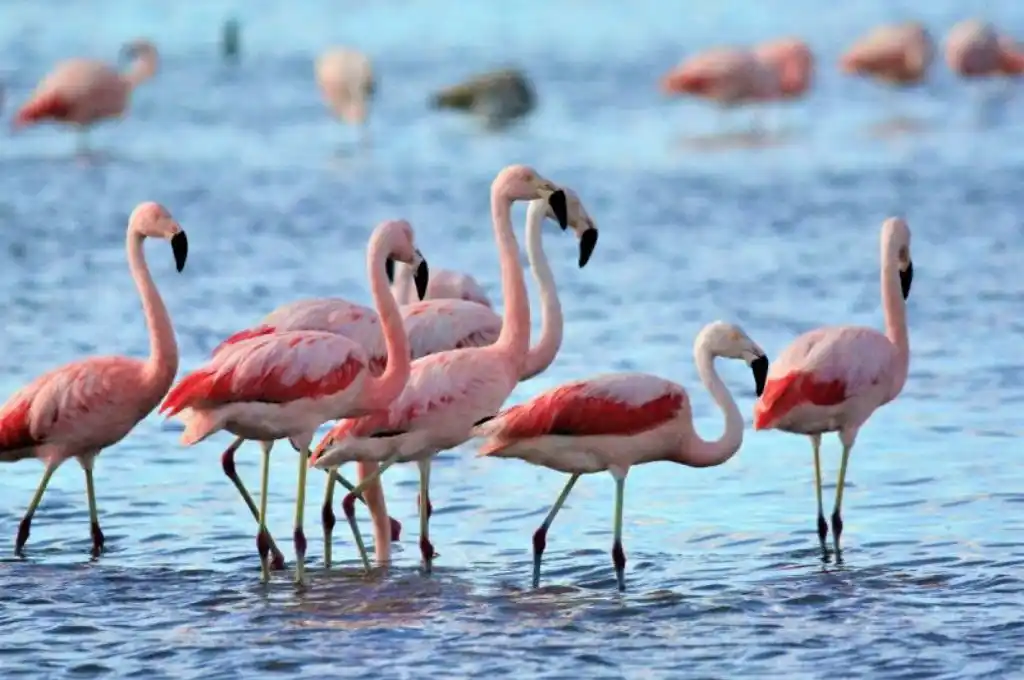 Realizan un censo de flamencos en la Laguna Mar Chiquita