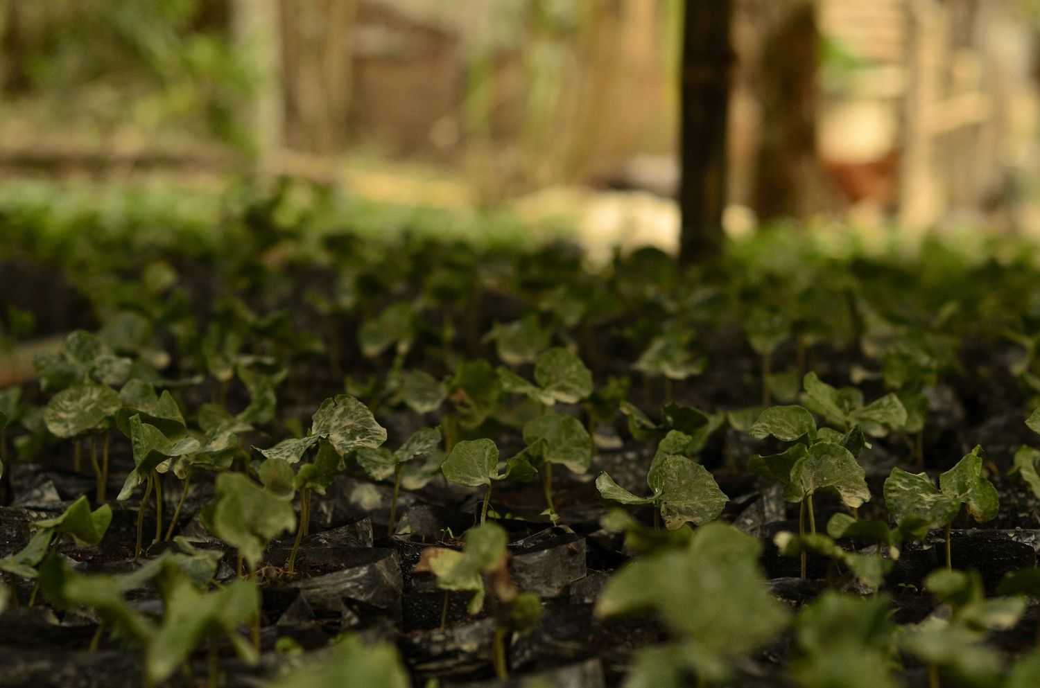 Presentaron un proyecto que busca fomentar el desarrollo de sistemas de producción y consumo de productos orgánicos