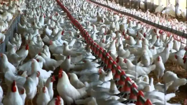 Por la mayor demanda de China, aumentará este año la producción mundial de carne aviar