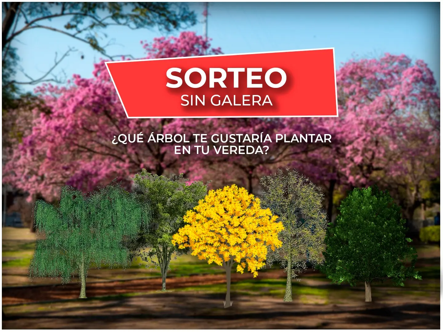 Envía tu audio al 3329 479958 y participá para ganar un lapacho rosado.