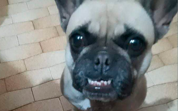 Buscan a Franchesca