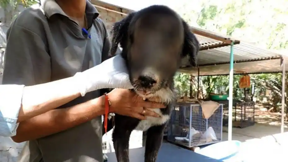 Video: Kalu, el perro al que le volvió a crecer la cara