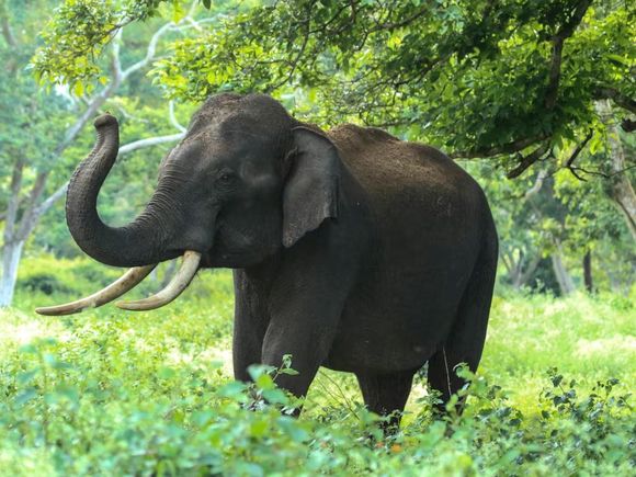 Terror en un safari de África: dos turistas murieron tras ser atacadas por un elefante durante una excursión