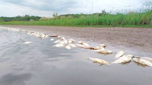 Kayakista fotografió �Sla mortandad de peces⬝ en un arroyo