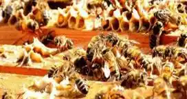 La Justicia europea avaló límites al uso de insecticidas que afectarían a abejas