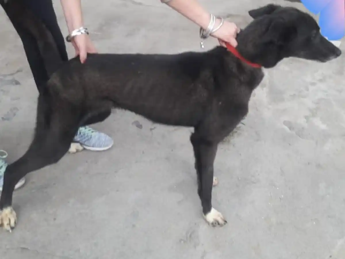 Bio Animalis busca hogares para animales recatados en un caso de "síndrome de Noé"