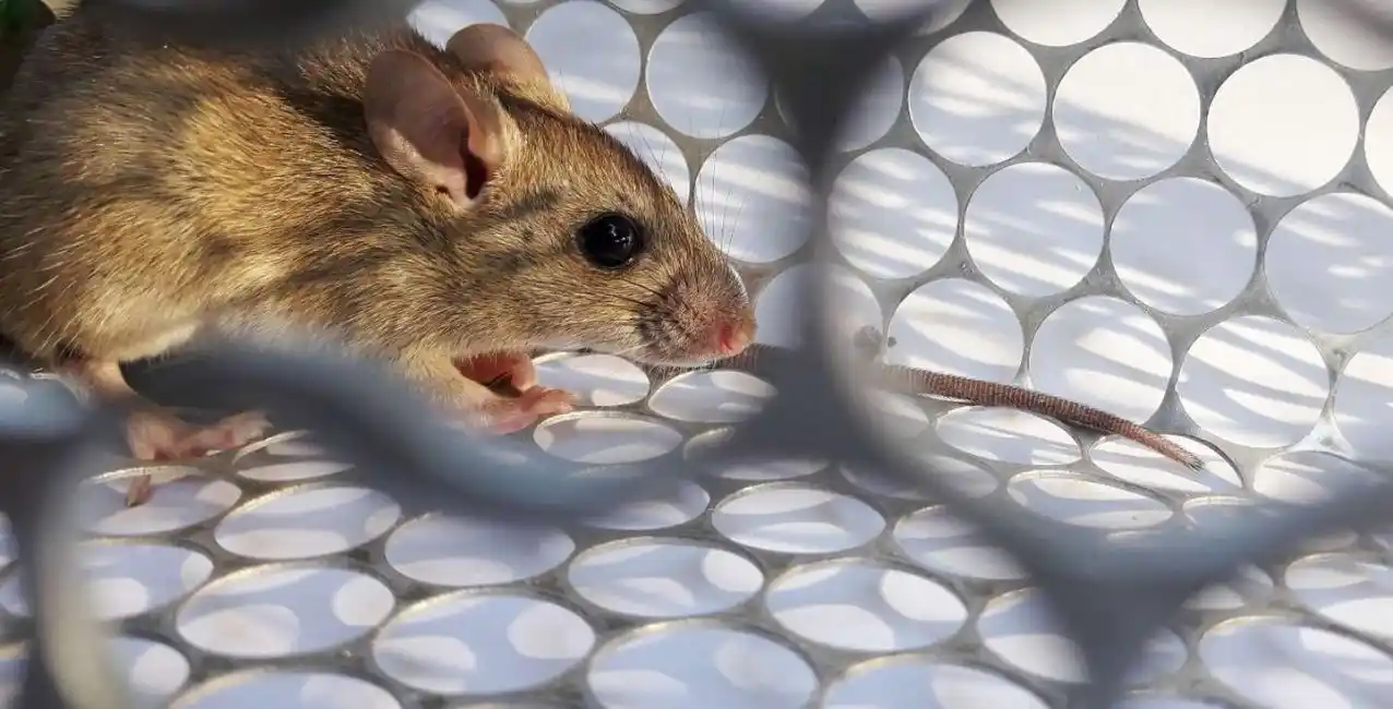 Tucumán: una mujer de 33 años murió de hantavirus