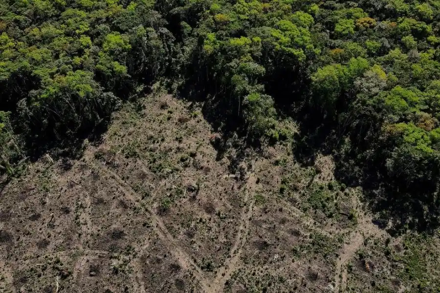 El gobierno de Brasil informó que la deforestación del Amazonas cayó casi 34%