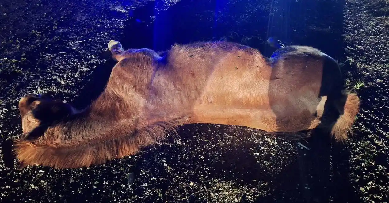 caballo - 6