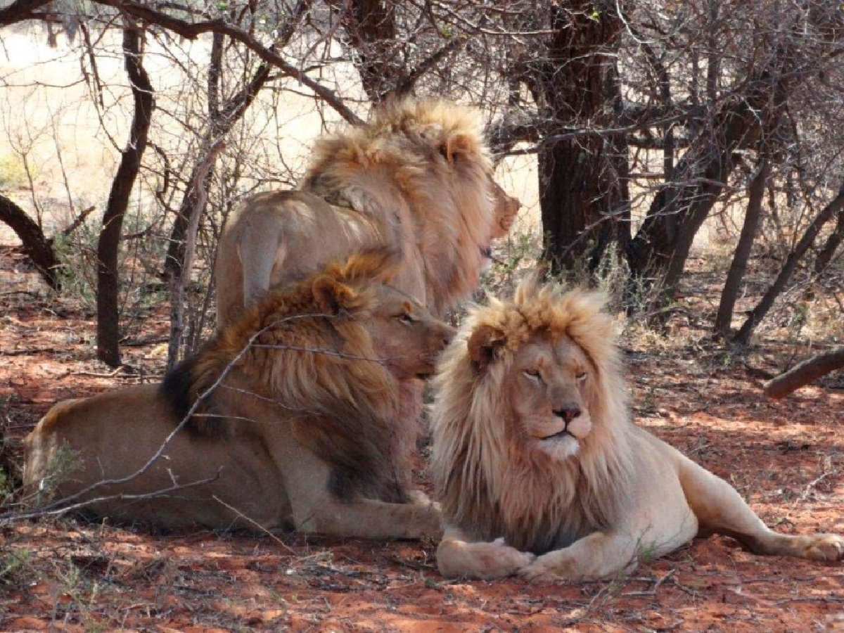 Cazador cazado y devorado por leones en Sudáfrica
