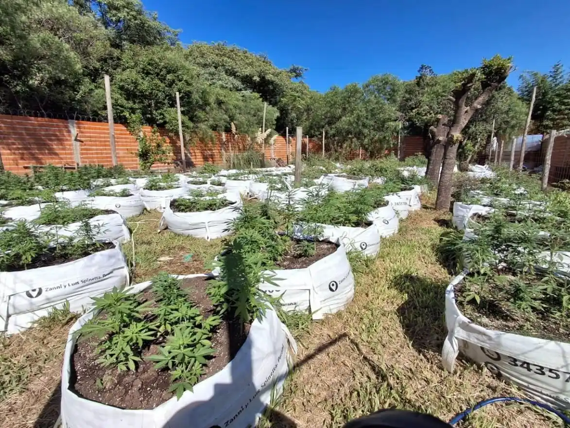 Confirman procesamientos por cultivo y venta de marihuana