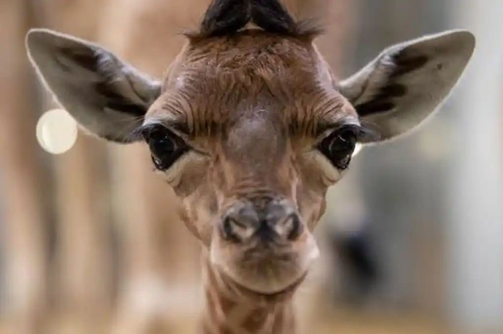 Nació una jirafa en el zoo de París
