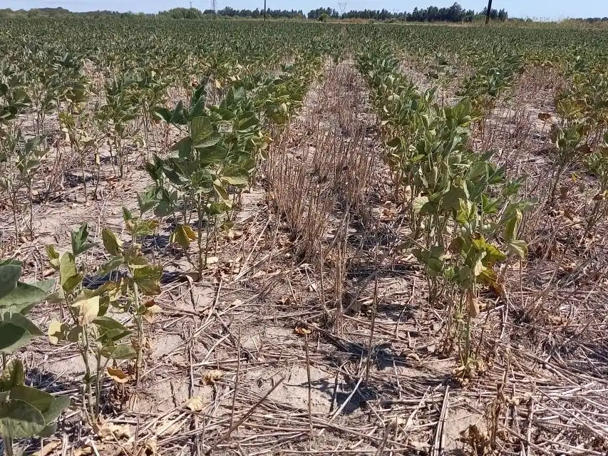 Varios departamentos santafesinos siguen sufriendo las consecuencias de la sequía.