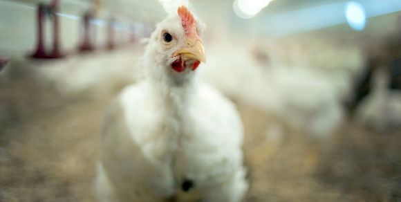 Por la gripe aviar ya se perdieron 18 empresas y la incertidumbre es absoluta para la avicultura argentina