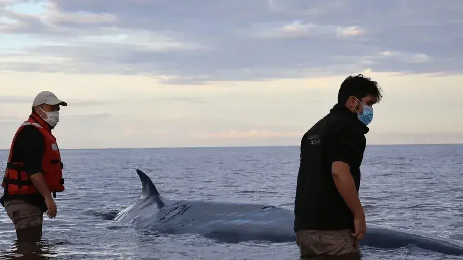 Pese a los esfuerzos para rescatarla, la ballena murió en el Río de la Plata.