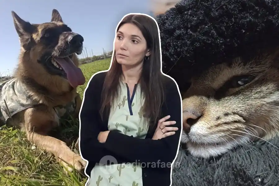 Llegó el frío a Rafaela: ¿cómo debemos cuidar a nuestras mascotas?